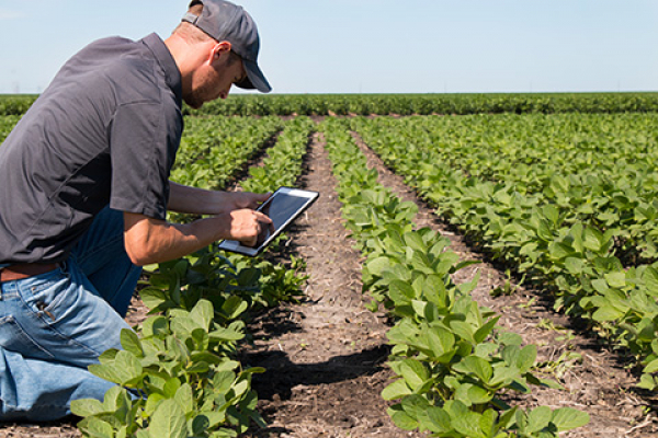 UNIB projeta sistema inteligente para monitorar clima no campo agrícola