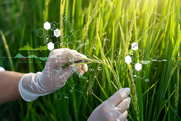 UNIB propõe método para identificar e classificar doenças das folhas do arroz